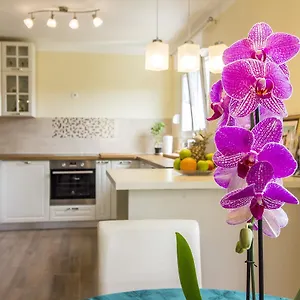 https://apartman-maxim.in-istria.net